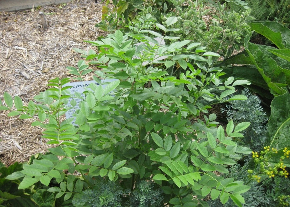  Kit De Culture - Réglisse Glabre - 30 Graines - Glycyrrhiza Glabra