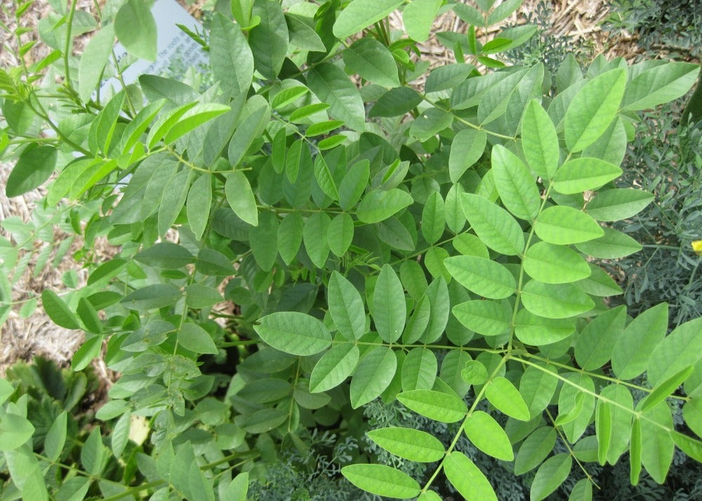  Kit De Culture - Réglisse Glabre - 30 Graines - Glycyrrhiza Glabra