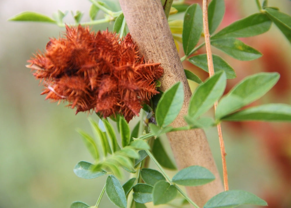  Kit De Culture - Réglisse Glabre - 30 Graines - Glycyrrhiza Glabra