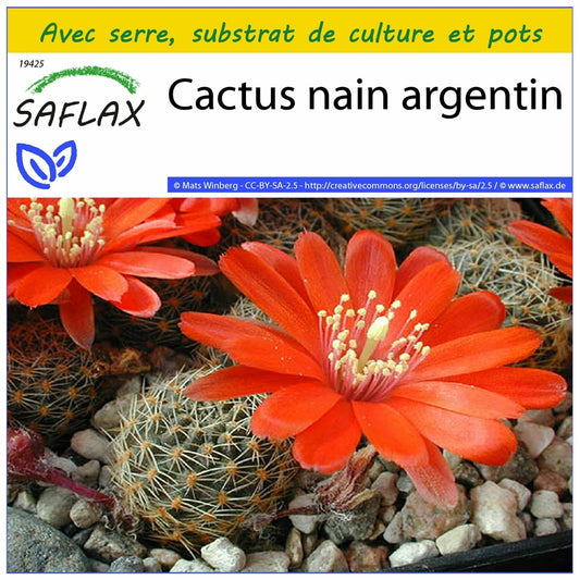  Kit De Culture - Cactus Nain Argentin - 40 Graines - Rebutia / Mix