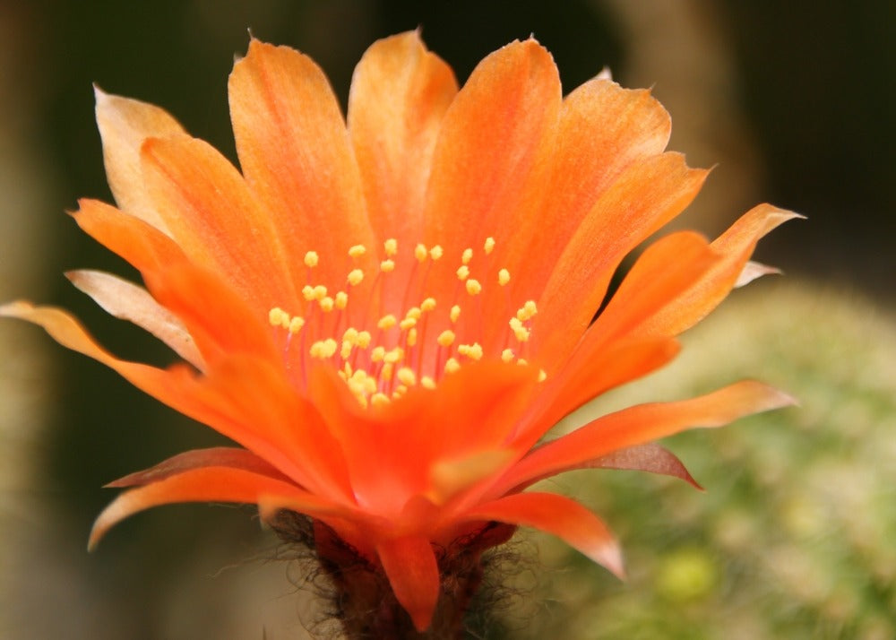  Kit De Culture - Cactus Nain Argentin - 40 Graines - Rebutia / Mix