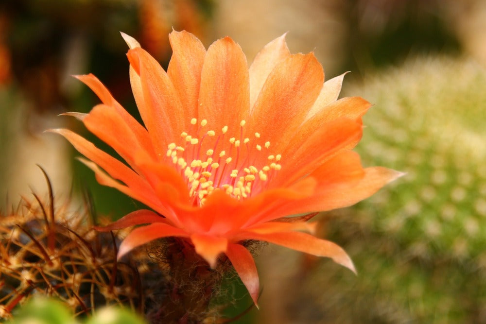  Kit De Culture - Cactus Nain Argentin - 40 Graines - Rebutia / Mix