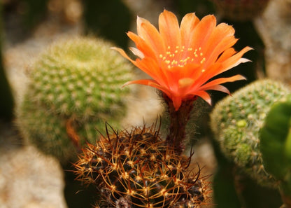  Kit De Culture - Cactus Nain Argentin - 40 Graines - Rebutia / Mix