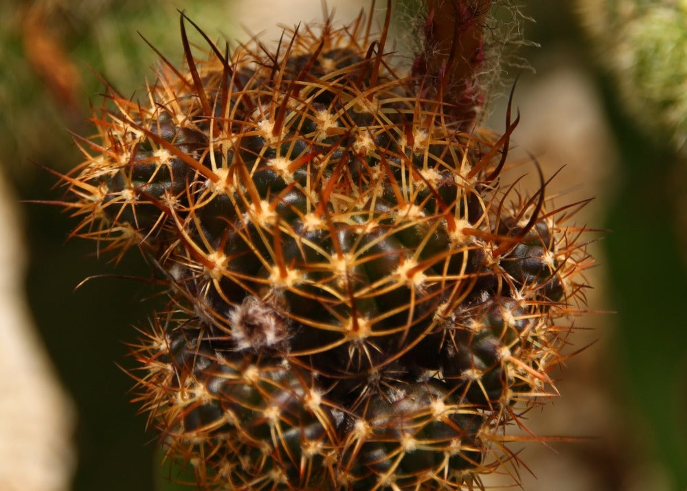  Kit De Culture - Cactus Nain Argentin - 40 Graines - Rebutia / Mix