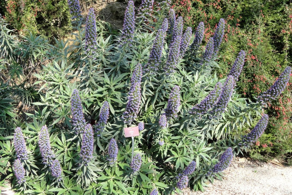  Kit De Culture - Vipérine De Madère - 100 Graines - Echium Fastuosa