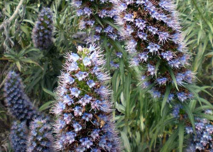  Kit De Culture - Vipérine De Madère - 100 Graines - Echium Fastuosa