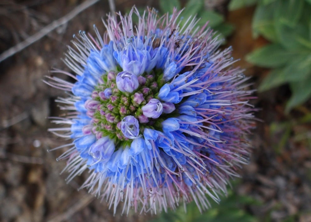  Kit De Culture - Vipérine De Madère - 100 Graines - Echium Fastuosa