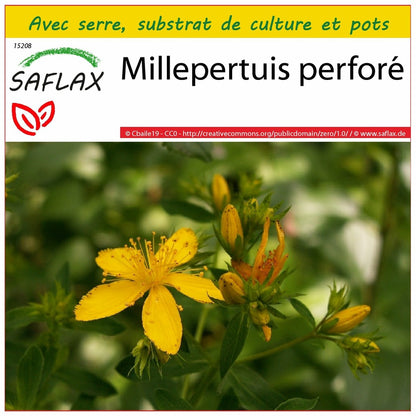  Kit De Culture - Millepertuis Perforé - 300 Graines - Hypericum Perforatum