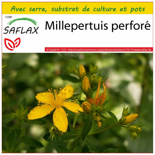  Kit De Culture - Millepertuis Perforé - 300 Graines - Hypericum Perforatum