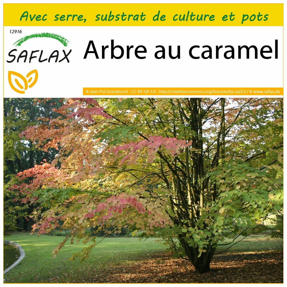  Kit De Culture - Arbre Au Caramel - 200 Graines - Cercidiphyllum Japonicum