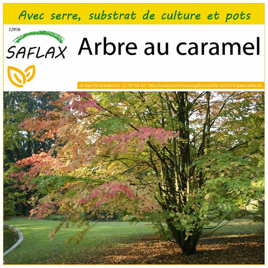  Kit De Culture - Arbre Au Caramel - 200 Graines - Cercidiphyllum Japonicum