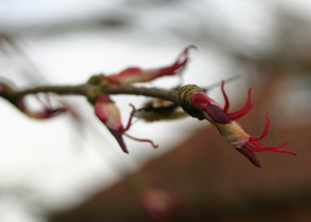  Kit De Culture - Arbre Au Caramel - 200 Graines - Cercidiphyllum Japonicum