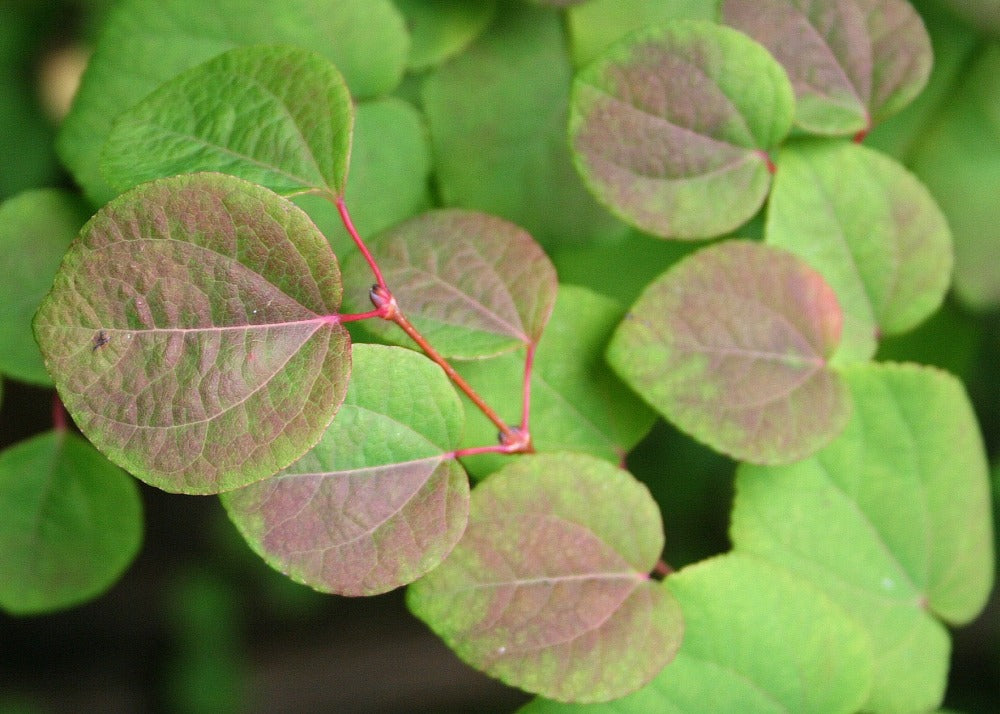  Kit De Culture - Arbre Au Caramel - 200 Graines - Cercidiphyllum Japonicum