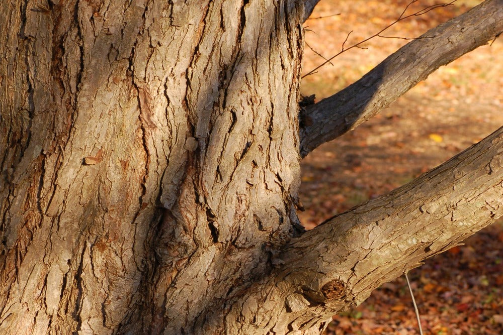  Kit De Culture - Arbre Au Caramel - 200 Graines - Cercidiphyllum Japonicum