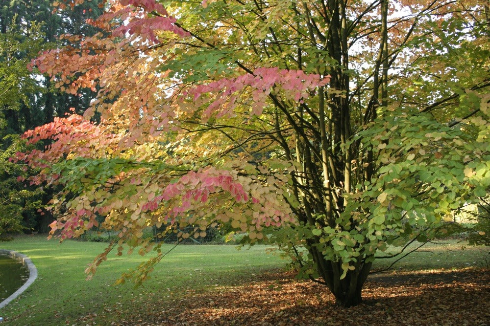  Kit De Culture - Arbre Au Caramel - 200 Graines - Cercidiphyllum Japonicum