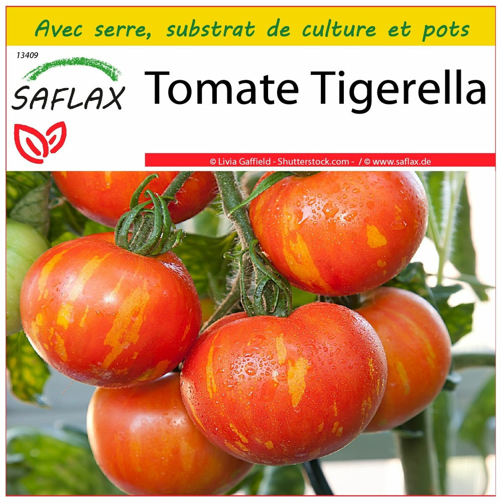 Kit De Culture - Tomate Tigerella - 10 Graines - Lycopersicon Esculentum