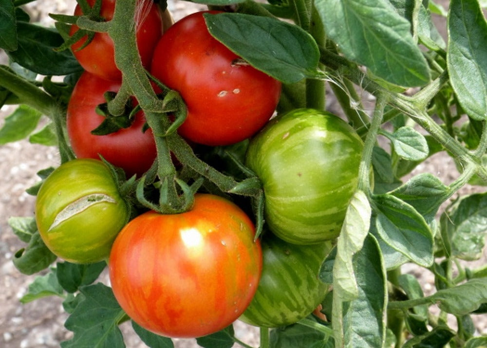  Kit De Culture - Tomate Tigerella - 10 Graines - Lycopersicon Esculentum