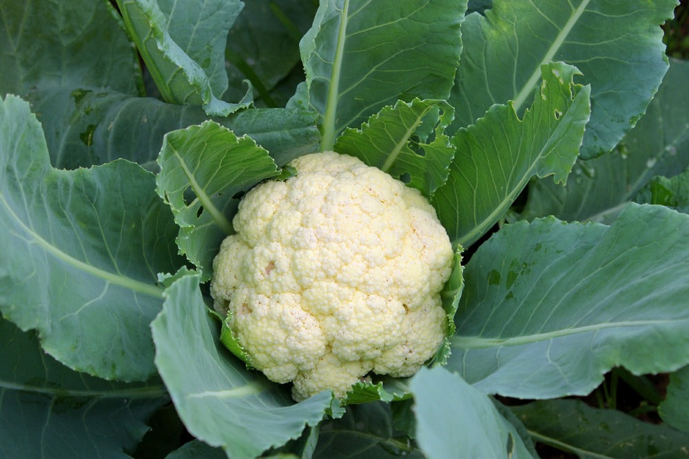  Kit De Culture - Bio - Chou-fleur - Boule De Neige - 70 Graines - Brassica Oleracea Var. Botrytis