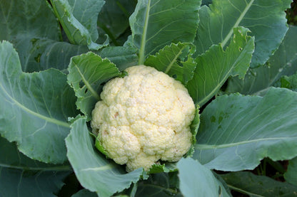  Kit De Culture - Bio - Chou-fleur - Boule De Neige - 70 Graines - Brassica Oleracea Var. Botrytis