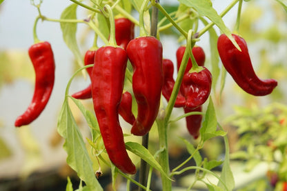  Kit De Culture - Bio - Piment - De Cayenne Long Slim - 10 Graines - Capsicum Annuum