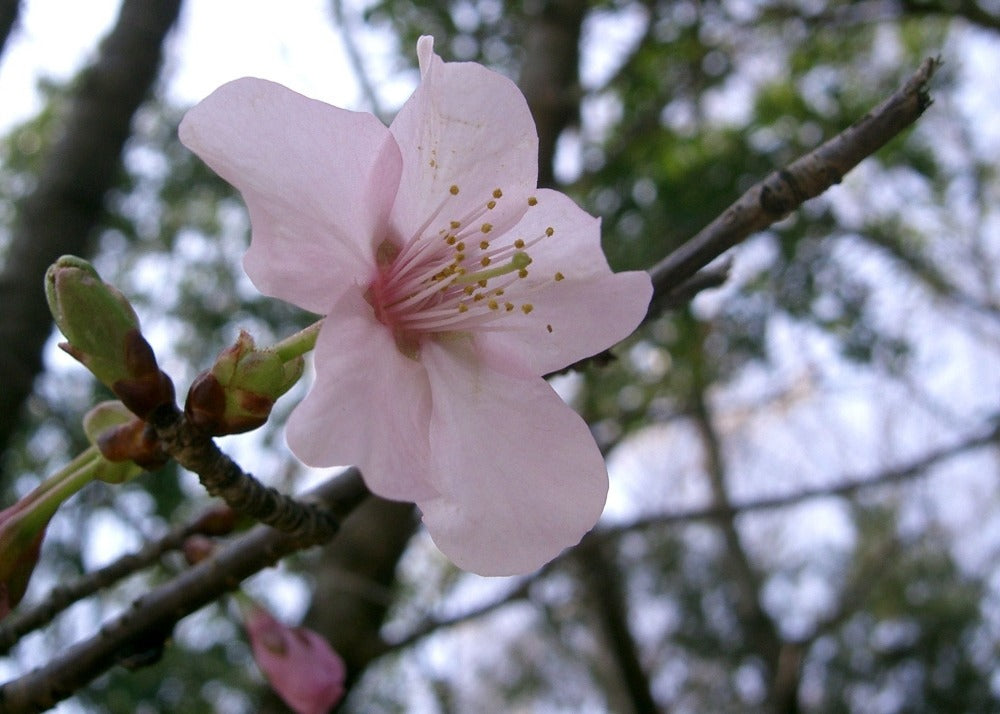  Kit De Culture - Cerisier Du Japon - 30 Graines - Prunus Serrulata