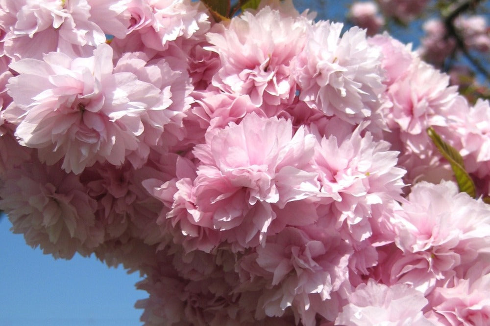  Kit De Culture - Cerisier Du Japon - 30 Graines - Prunus Serrulata