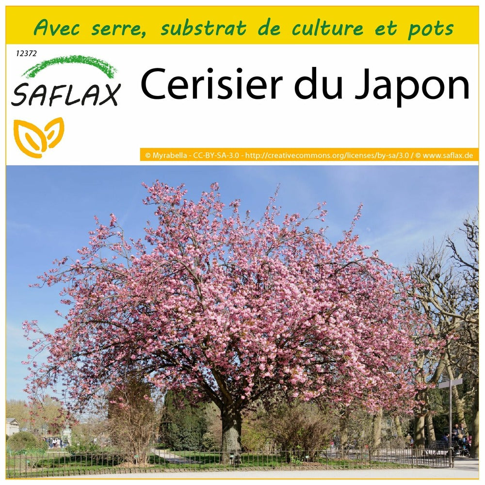  Kit De Culture - Cerisier Du Japon - 30 Graines - Prunus Serrulata