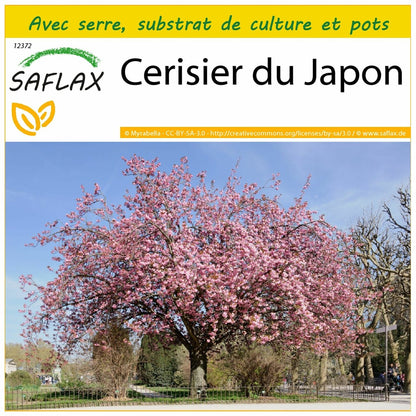  Kit De Culture - Cerisier Du Japon - 30 Graines - Prunus Serrulata