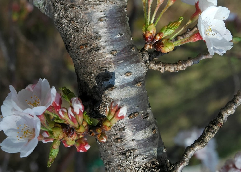  Kit De Culture - Cerisier Du Japon - 30 Graines - Prunus Serrulata