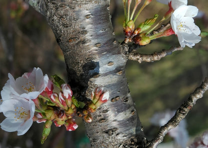  Kit De Culture - Cerisier Du Japon - 30 Graines - Prunus Serrulata