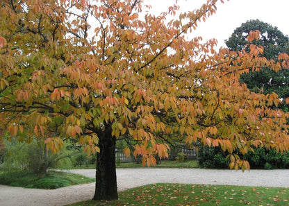 Kit De Culture - Cerisier Du Japon - 30 Graines - Prunus Serrulata