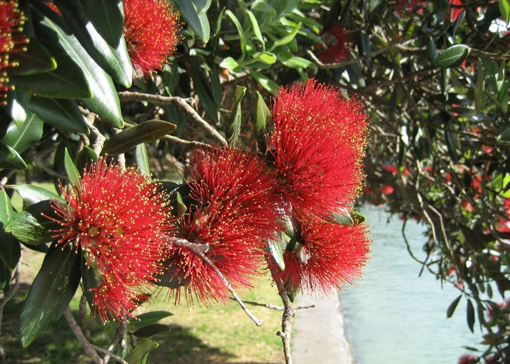  Kit De Culture - L'arbre De Noël De Nouvelle-zélande - 300 Graines - Metrosideros Excelsa