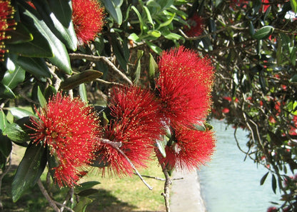  Kit De Culture - L'arbre De Noël De Nouvelle-zélande - 300 Graines - Metrosideros Excelsa