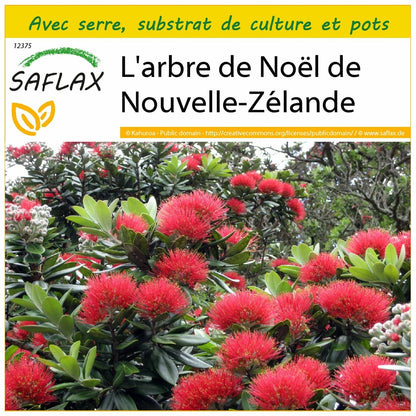  Kit De Culture - L'arbre De Noël De Nouvelle-zélande - 300 Graines - Metrosideros Excelsa