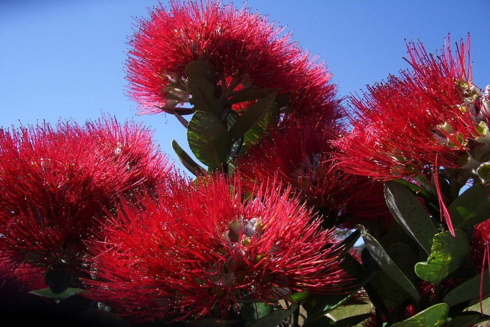  Kit De Culture - L'arbre De Noël De Nouvelle-zélande - 300 Graines - Metrosideros Excelsa