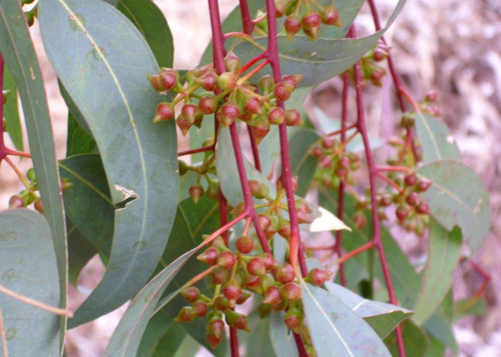  Kit De Culture - Gommier Des Rivières - 200 Graines - Eucalyptus Camaldulensis