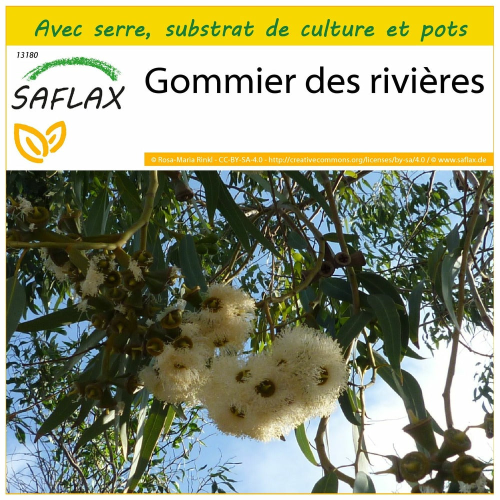  Kit De Culture - Gommier Des Rivières - 200 Graines - Eucalyptus Camaldulensis
