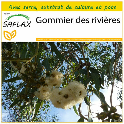  Kit De Culture - Gommier Des Rivières - 200 Graines - Eucalyptus Camaldulensis