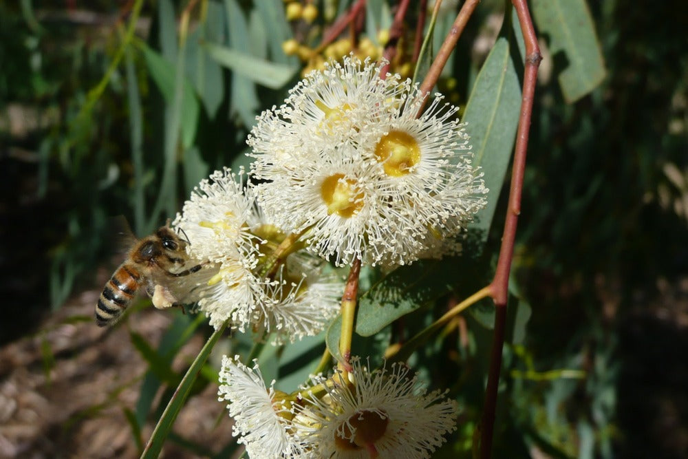  Kit De Culture - Gommier Des Rivières - 200 Graines - Eucalyptus Camaldulensis