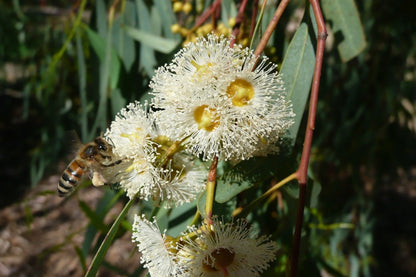 Kit De Culture - Gommier Des Rivières - 200 Graines - Eucalyptus Camaldulensis