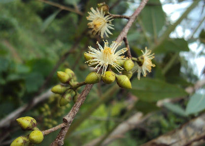  Kit De Culture - Gommier Des Rivières - 200 Graines - Eucalyptus Camaldulensis