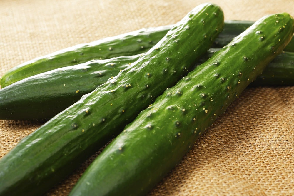  Kit De Culture - Bio - Concombre - Marketmore - 20 Graines - Cucumis Sativus