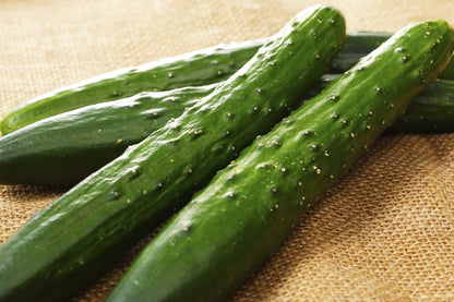  Kit De Culture - Bio - Concombre - Marketmore - 20 Graines - Cucumis Sativus