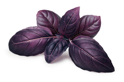  Kit De Culture - Bio - Basilic - Pourpre - 400 Graines - Ocimum Basilicum