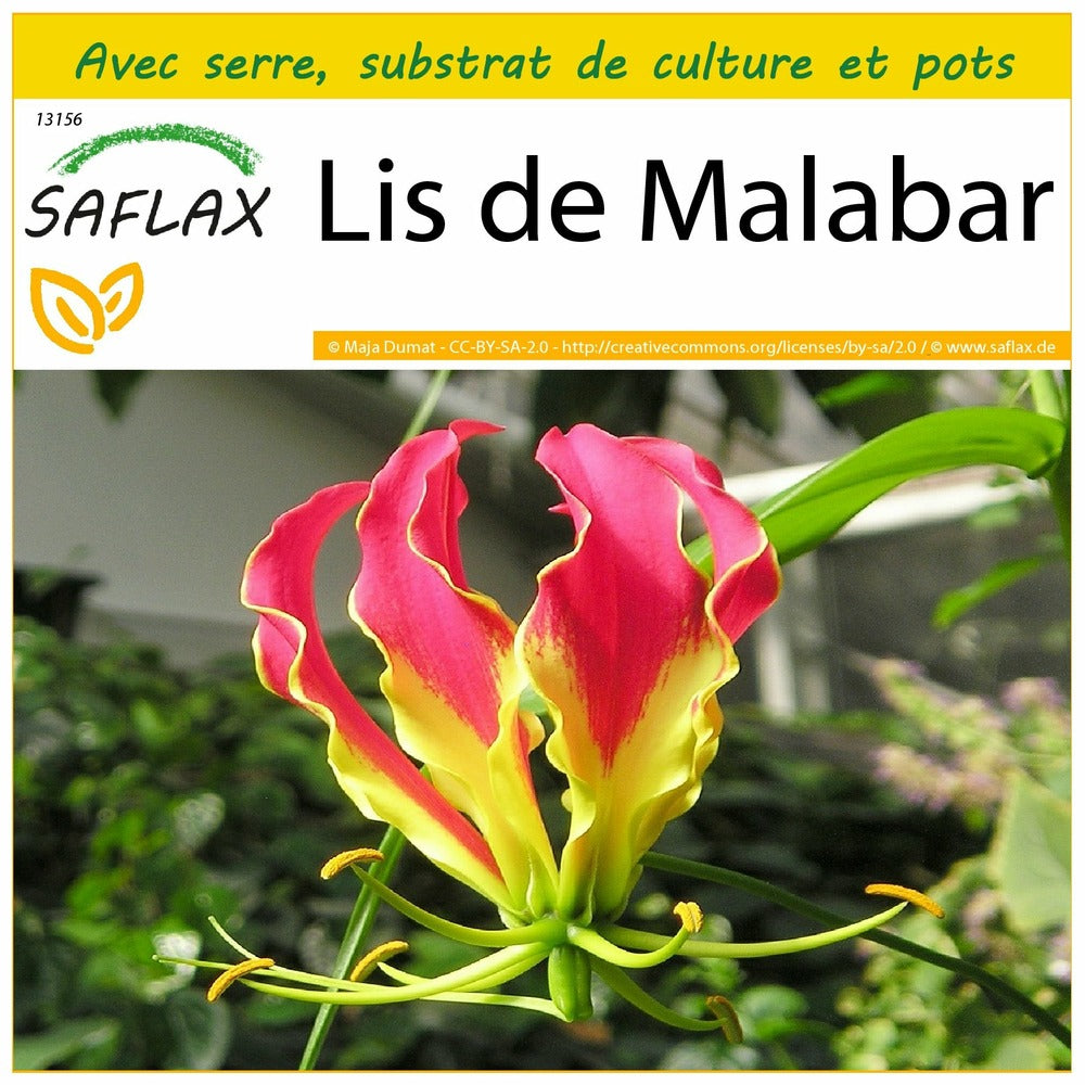  Kit De Culture - Lis De Malabar - 15 Graines - Gloriosa Rothschildiana