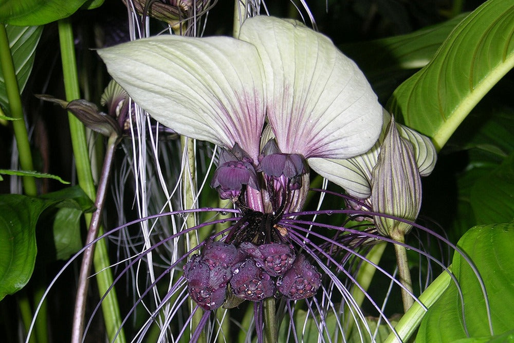  Kit De Culture - Plante Chauve-souris Blanche - 10 Graines - Tacca Integrifolia