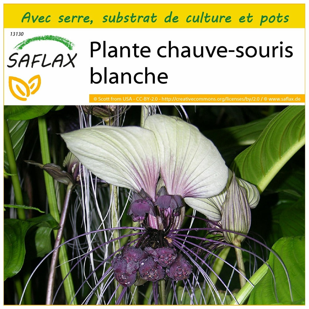  Kit De Culture - Plante Chauve-souris Blanche - 10 Graines - Tacca Integrifolia