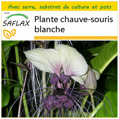  Kit De Culture - Plante Chauve-souris Blanche - 10 Graines - Tacca Integrifolia