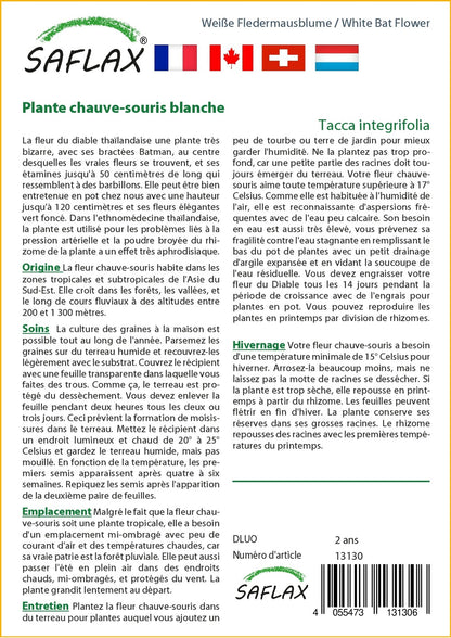  Kit De Culture - Plante Chauve-souris Blanche - 10 Graines - Tacca Integrifolia