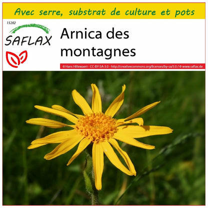  Kit De Culture - Arnica Des Montagnes - 40 Graines - Arnica Montana